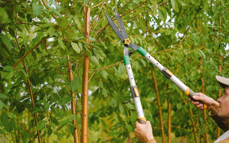 Tree trimming in Prattsville, AR